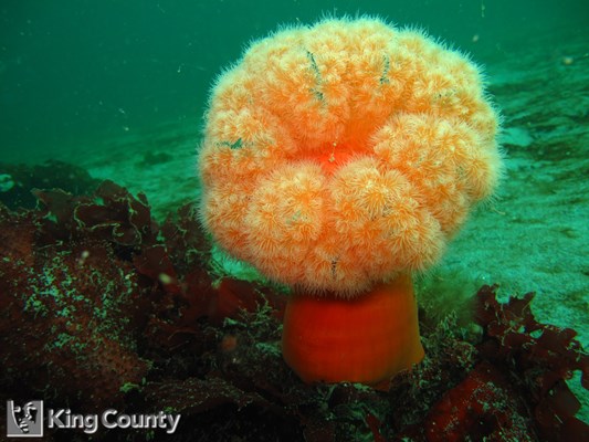 Photo of Metridium farcimen